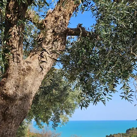 Podere Miray Torre di Palme