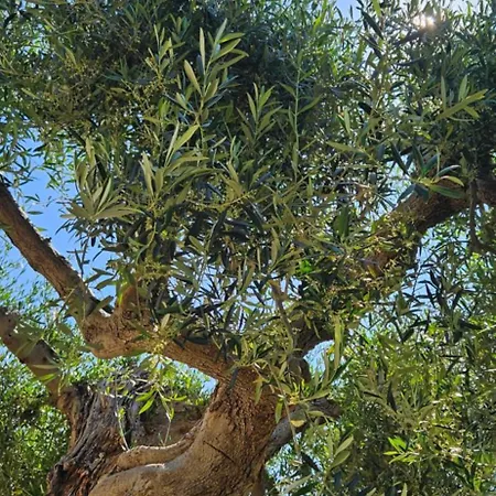 Podere Miray Feriegård