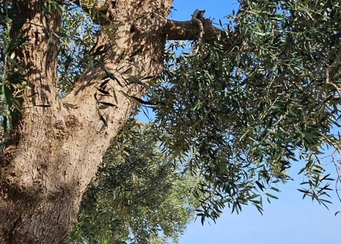 Podere Miray Torre di Palme